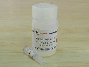 JNK/SAPK抗体(兔多抗)